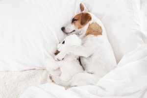 Sleeping with dog in bed