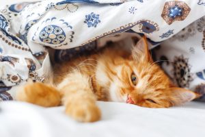 Cat sleeping in bed